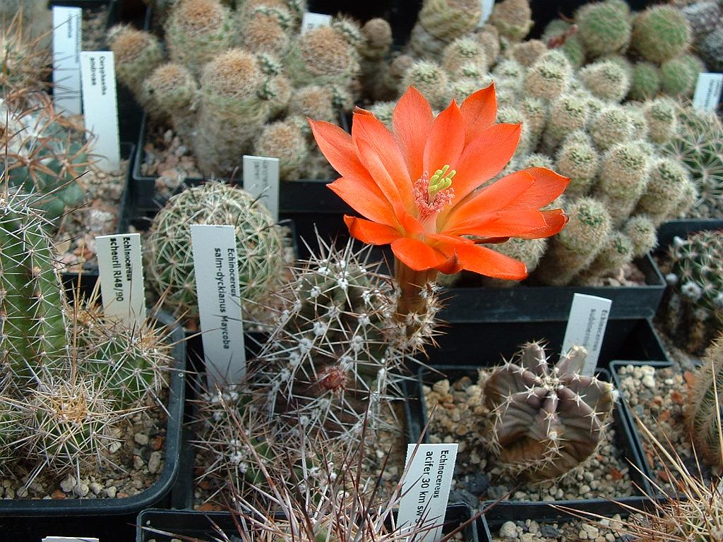 Echinocereus salm-dyckianus Maycoba.JPG